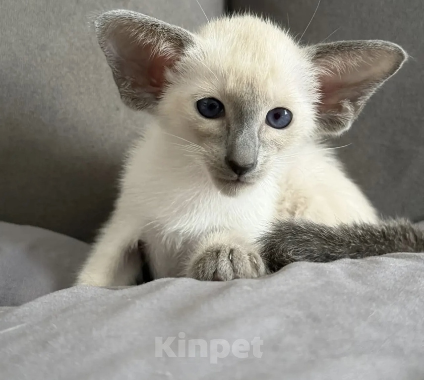 Кошки в Воронеже: Ориентальный котенок Мальчик, 120 000 руб. - фото 5
