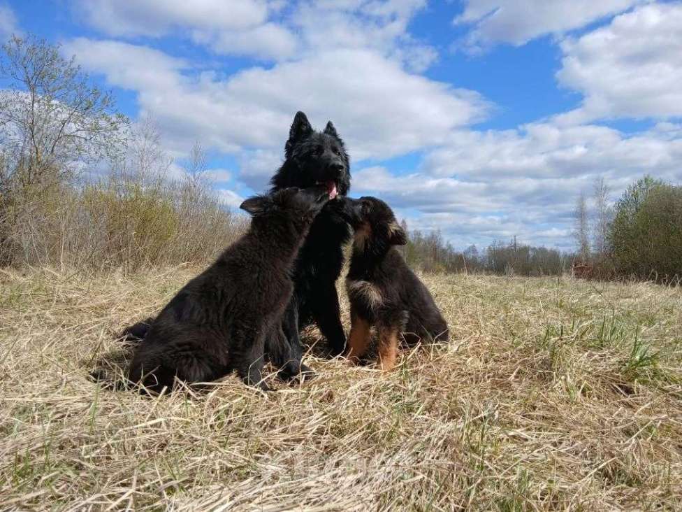 Собаки в Орле: Щенки с документами Девочка, 30 000 руб. - фото 2