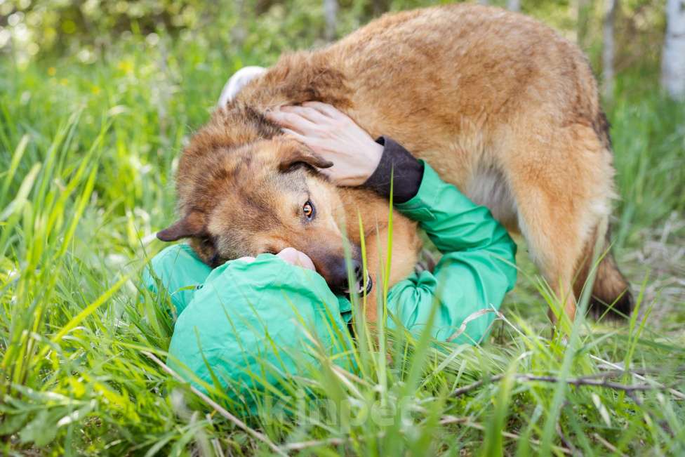 Собаки в Москве: Собака-липучка, компаньон, который везде следует за человеком. Мальчик, Бесплатно - фото 2