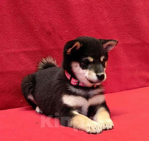 Собаки в Москве: Сиба ину (Шиба ину) - девочка 3 мес. Девочка, 80 000 руб. - фото 4