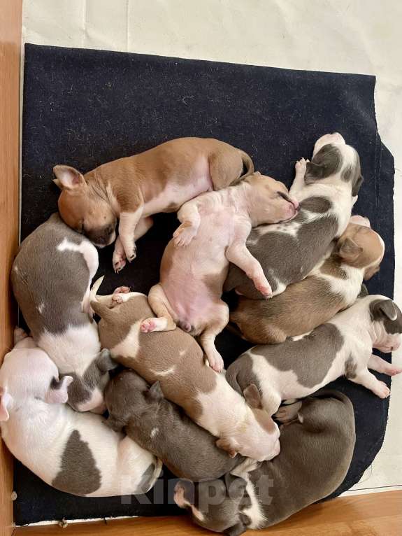 Собаки в Москве: Щенок Американского стаффордширского терьера Мальчик, 60 000 руб. - фото 3