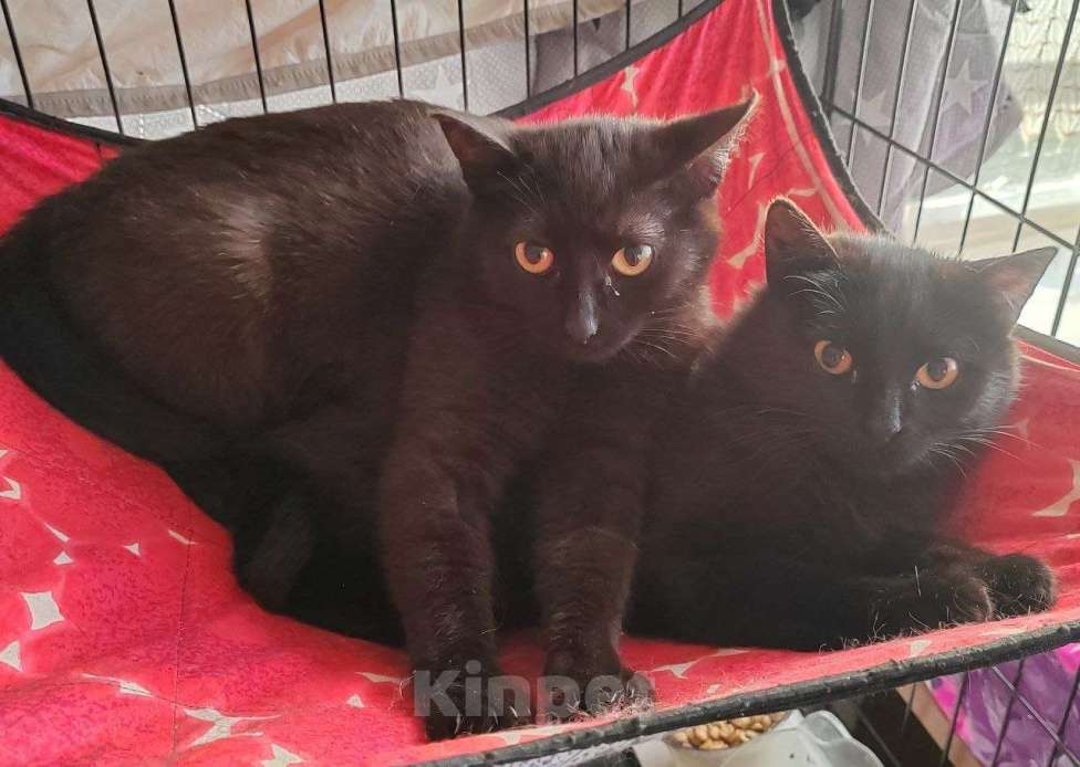 Кошки в Лобне: Черный юный котик в поиске дома Мальчик, Бесплатно - фото 1