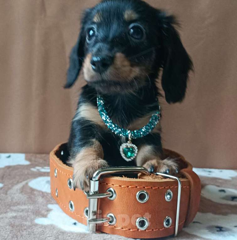 Собаки в Санкт-Петербурге: Кроличья длинношерстная такса Девочка, Бесплатно - фото 3