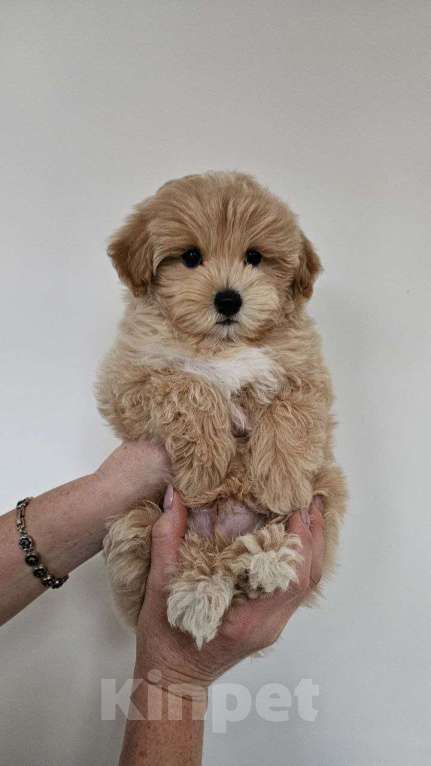 Собаки в Раменском: Щенок мальтипу f1 Мальчик, 120 000 руб. - фото 5