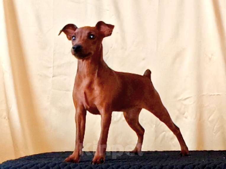 Собаки в Москве: Очаровательная девочка цвергпинчер Девочка, 50 000 руб. - фото 7