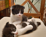 Кошки в Гатчине: Котята мальчики метисы от вислоухой шотландской Мальчик, 2 500 руб. - фото 1
