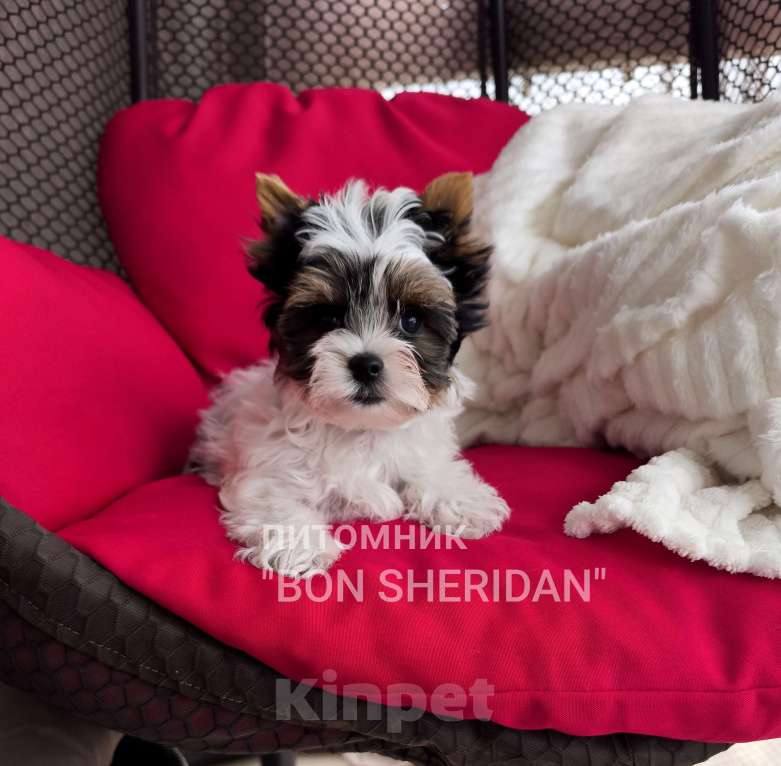 Собаки в Пушкино: Мини девочка  Девочка, 50 000 руб. - фото 2