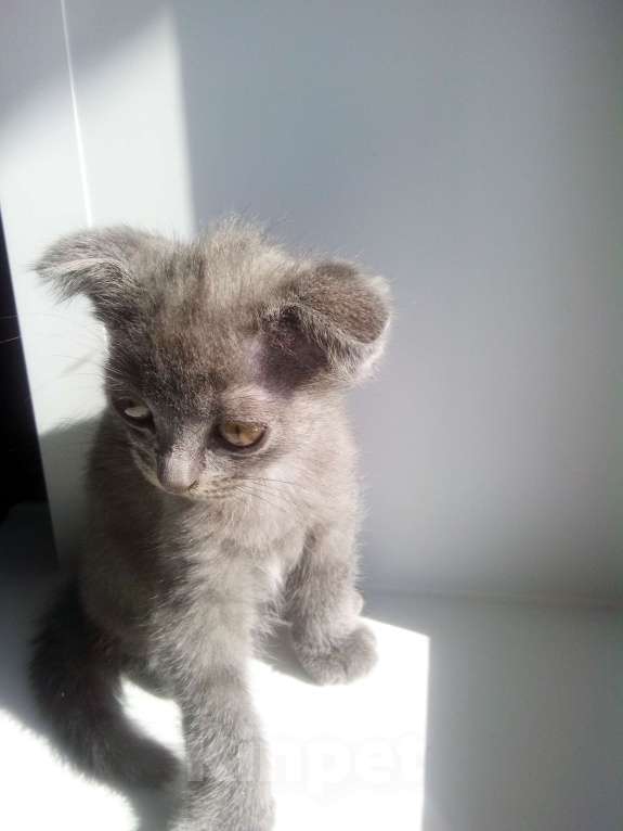 Кошки в Ижевске: Котята Мальчик, 500 руб. - фото 3