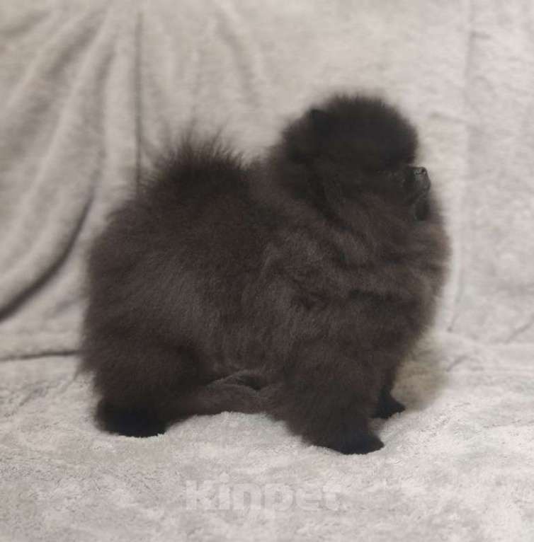 Собаки в Новосибирске: Щенки померанского шпица Мальчик, Бесплатно - фото 3