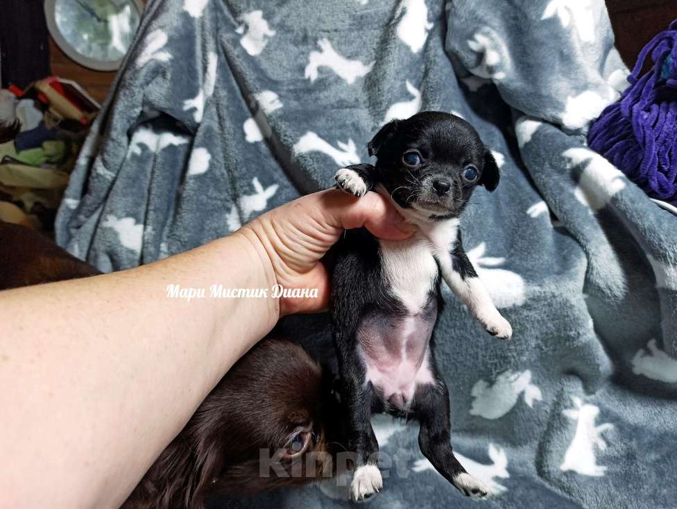 Собаки в Санкт-Петербурге: Чёрного окраса чихуахуа Диана ждёт Вас Девочка, 80 000 руб. - фото 3