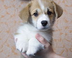 Собаки в Электрогорске: Малыш Пако  Мальчик, 70 000 руб. - фото 4