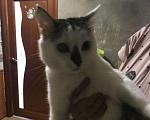 Кошки в Рязани: Котик, Бесплатно - фото 3