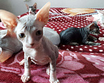 Кошки в Снежногорске: Донские сфинксы, 4 500 руб. - фото 1