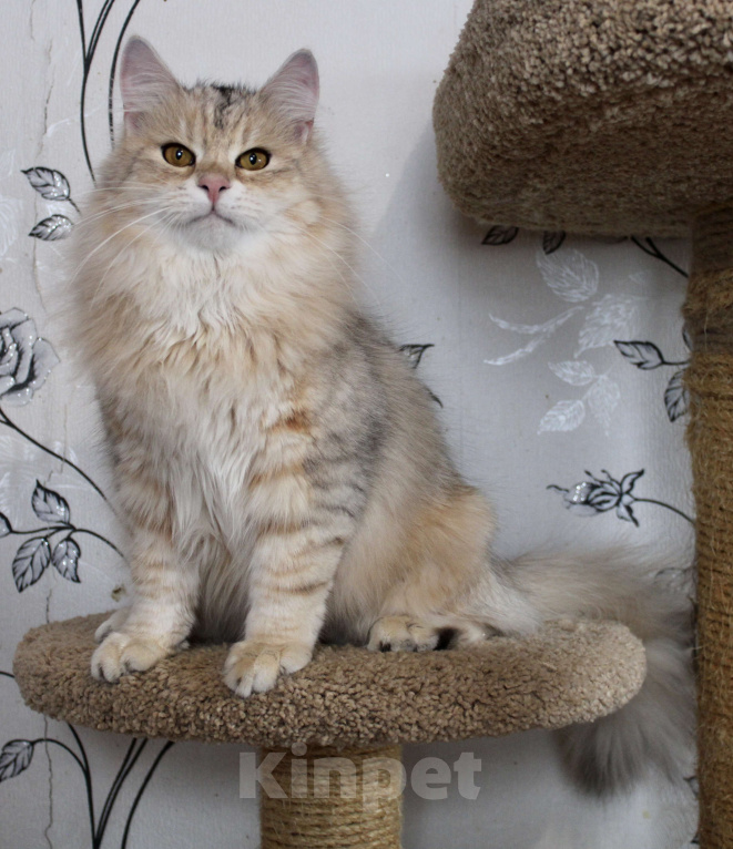 Кошки в Тюмени: Сибирский котёнок Мальчик, 50 000 руб. - фото 4