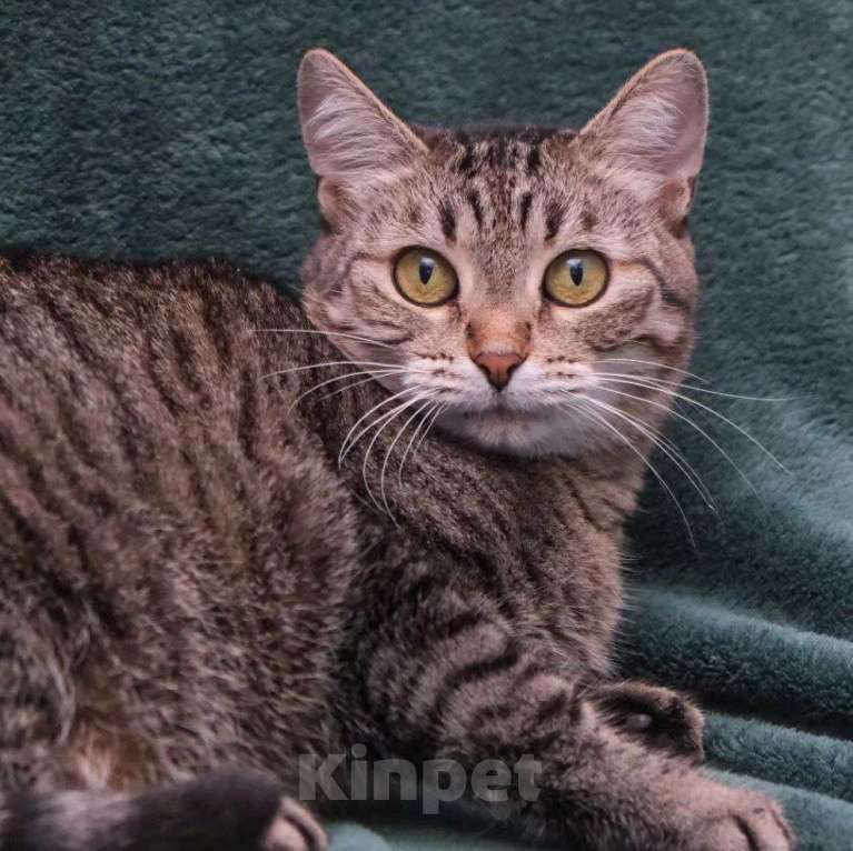 Кошки в Москве: Папайю никто не замечает Девочка, Бесплатно - фото 4