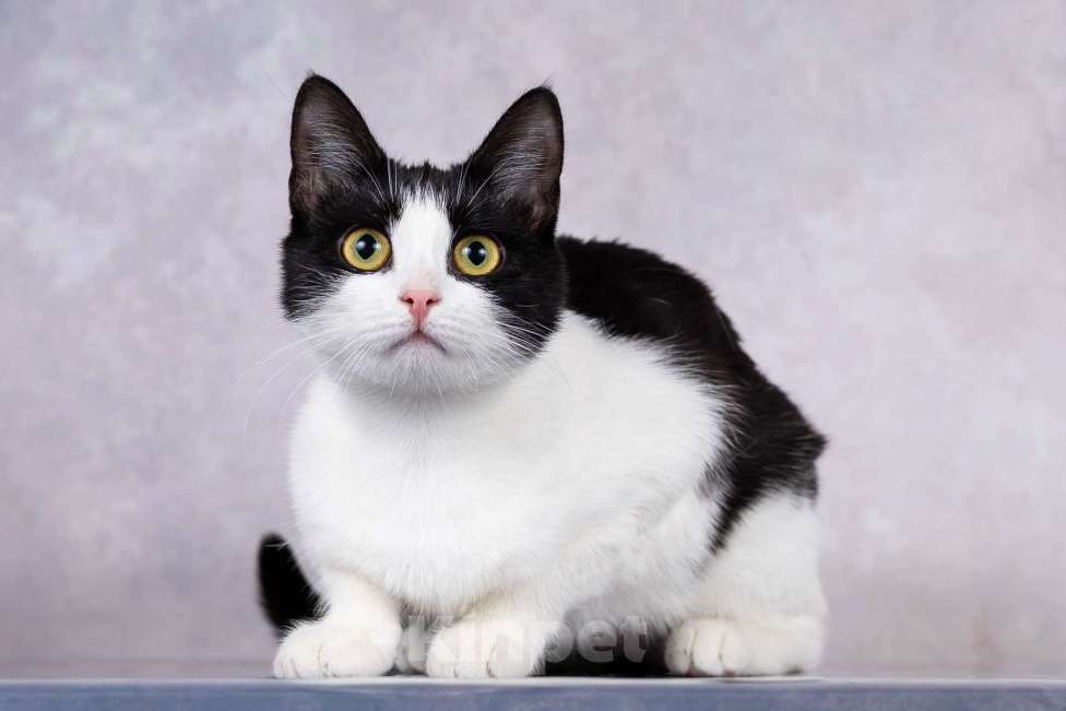 Кошки в Москве: Грациозность и любопытство– знакомьтесь, Мася! Девочка, 1 руб. - фото 4