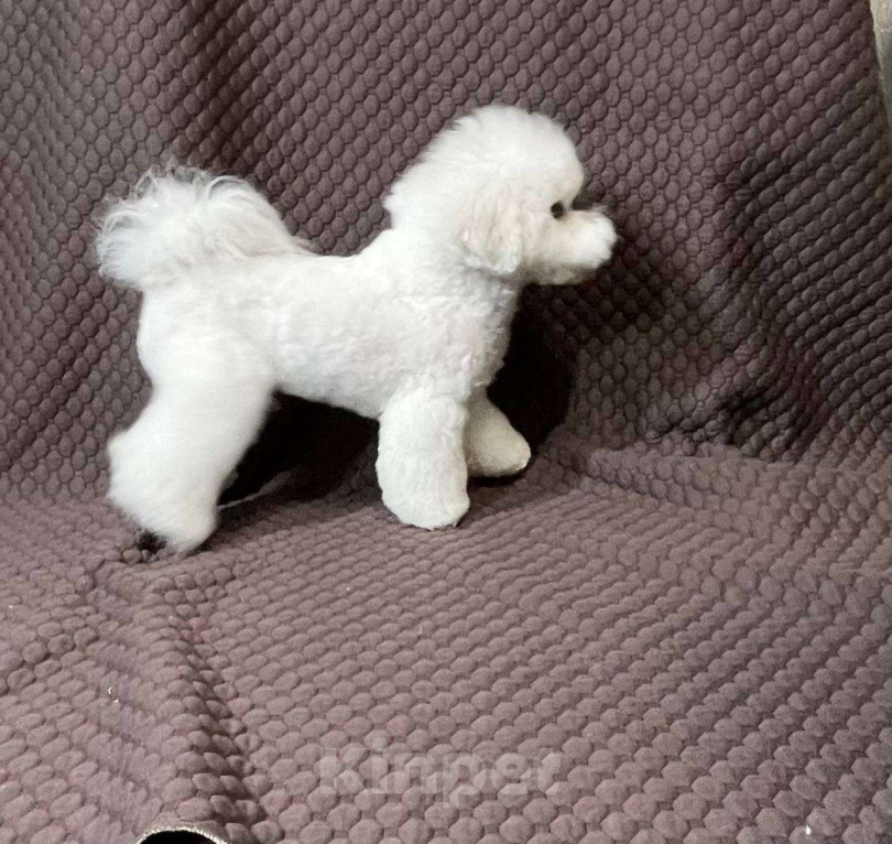 Собаки в Москве: Девочка Бишон Фризе (Булочка) Девочка, Бесплатно - фото 4