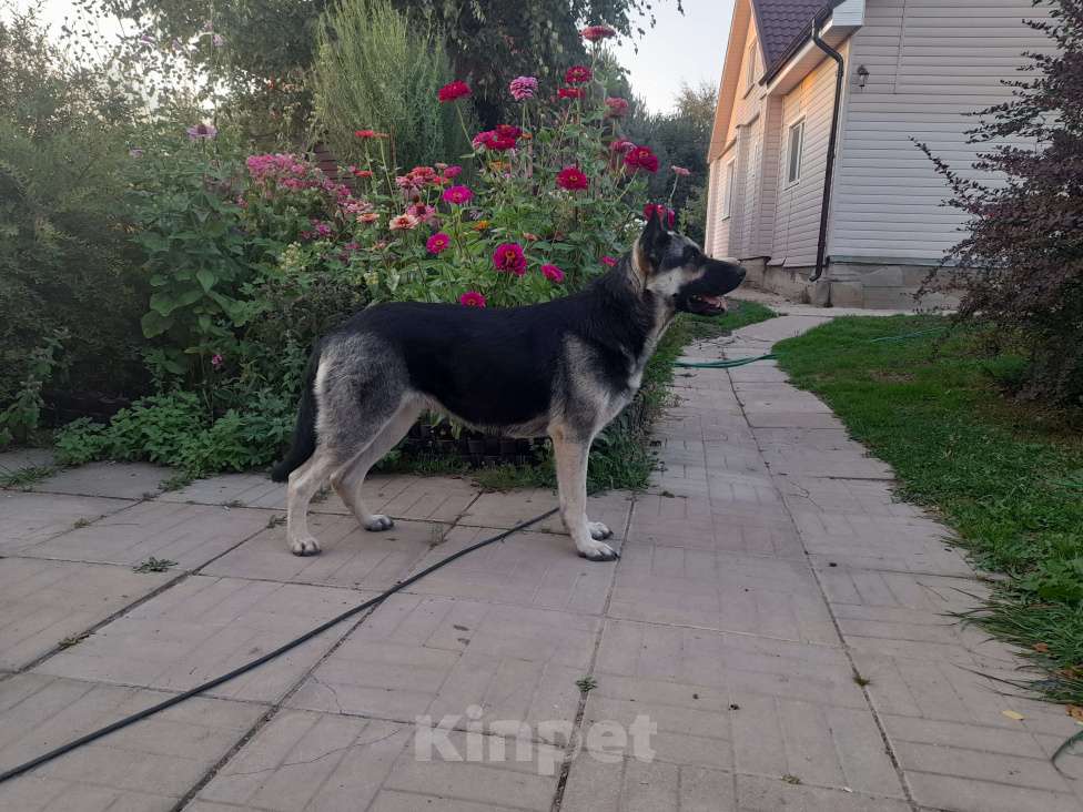 Собаки в Москве: Щенки восточноевропейской овчарки  Девочка, 40 000 руб. - фото 3