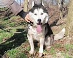 Собаки в Краснодаре: Друг в надёжные руки Мальчик, Бесплатно - фото 7