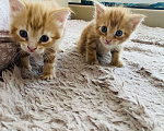 Кошки в Мурином: Рыжий котик 🐱  Девочка, 11 руб. - фото 1