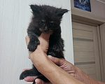 Кошки в Соколе: Продажа котёнка Девочка, 30 000 руб. - фото 1