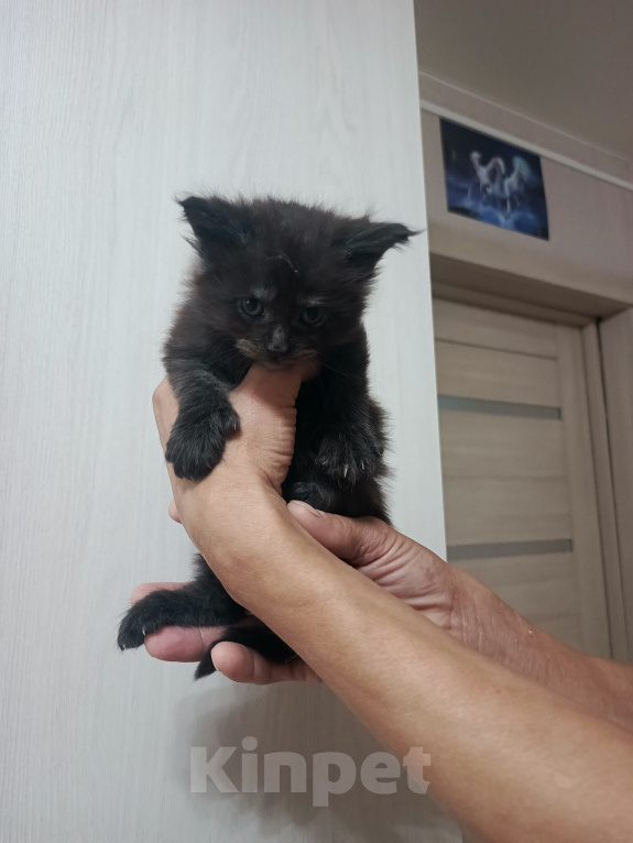 Кошки в Соколе: Продажа котёнка Девочка, 30 000 руб. - фото 1