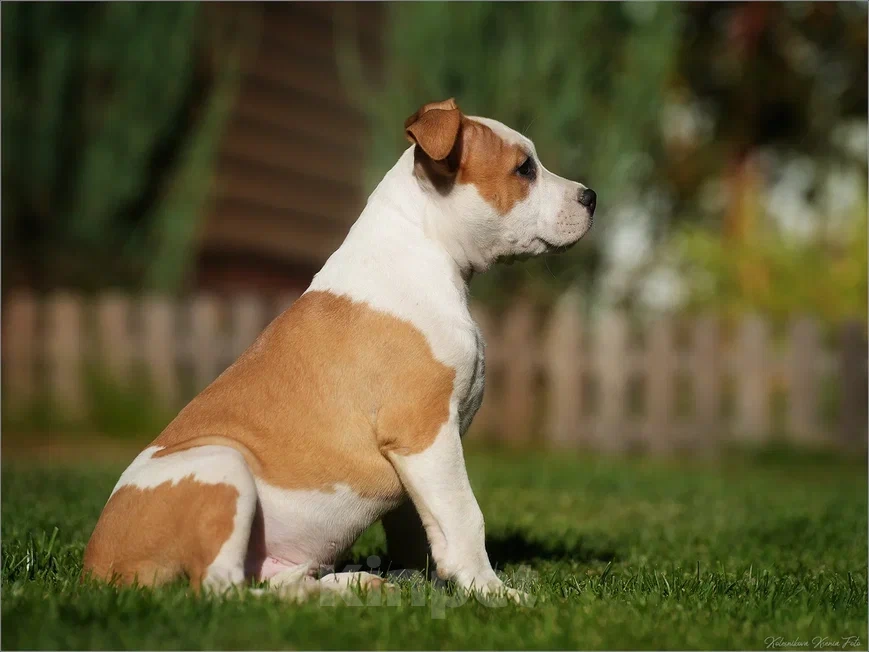 Собаки в Самаре: Породные щенки АСТ из питомника Мальчик, 40 000 руб. - фото 3