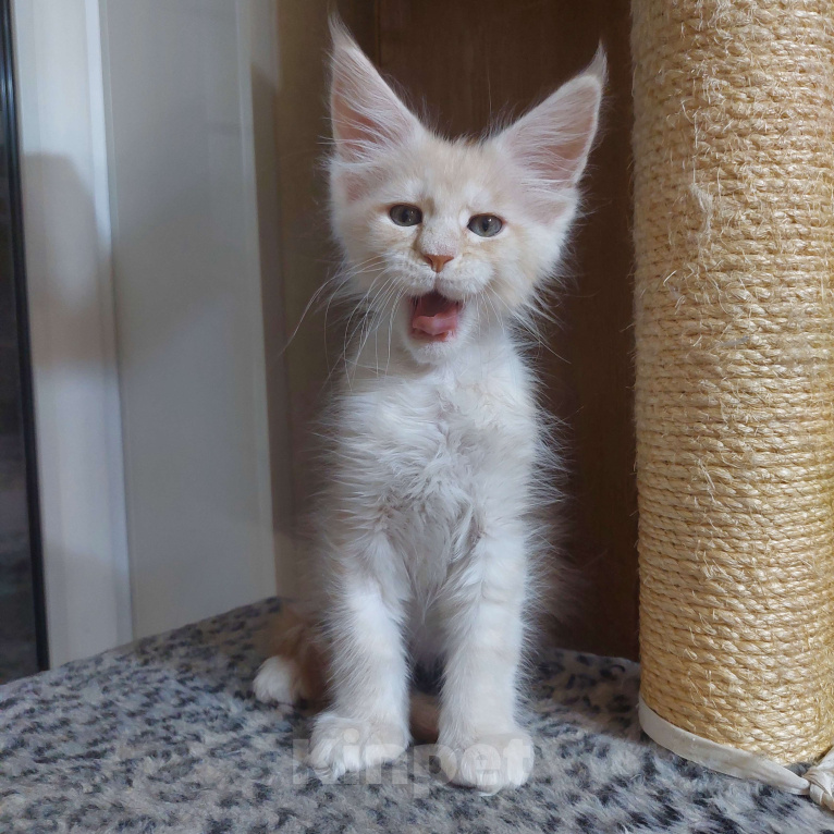 Кошки в Челябинске: Шикарный зефирный котик на самый мягкий диванчик Мальчик, 45 000 руб. - фото 2