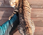 Кошки в Москве: Бенгальский котенок Мальчик, 30 000 руб. - фото 3