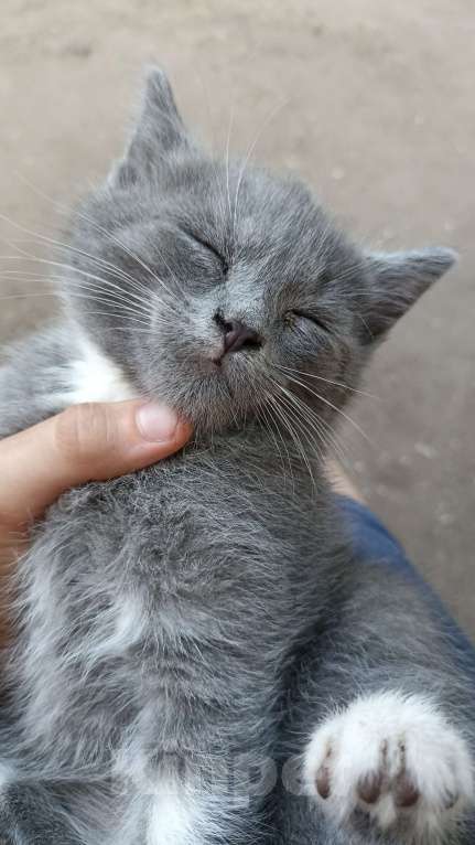 Кошки в Воронеже: Отдам котёнка в добрые руки Девочка, Бесплатно - фото 2