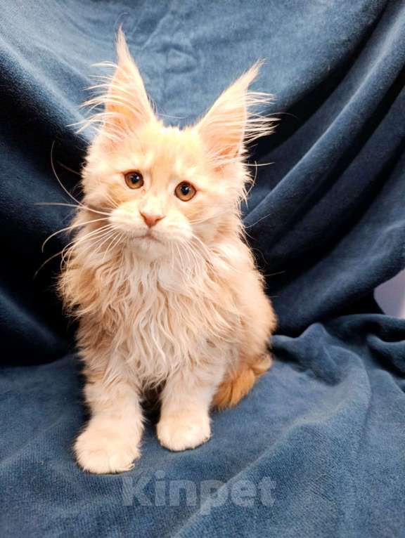 Кошки в Москве: Фавн Мальчик, 65 000 руб. - фото 2