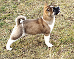 Собаки в Белореченске: Щенки Американской Акиты Мальчик, 40 000 руб. - фото 1