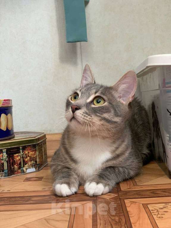 Кошки в Москве: Котёнок домой Мальчик, Бесплатно - фото 3