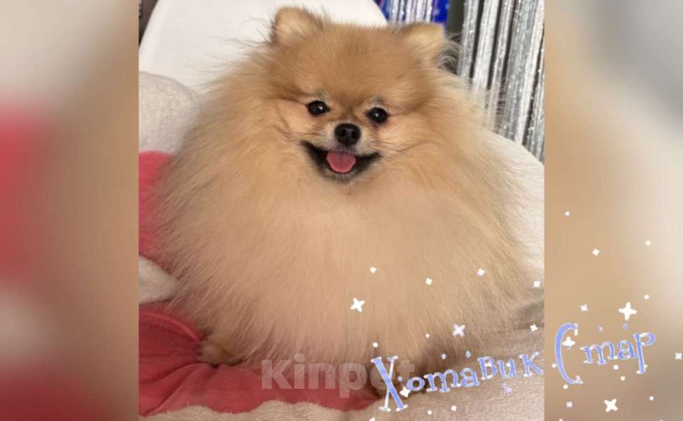 Собаки в Москве: Мальчик померанского шпица Мальчик, Бесплатно - фото 4