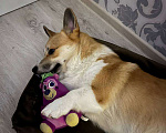 Собаки в Санкт-Петербурге: Продам Корги Пемброк Мальчик, Бесплатно - фото 2