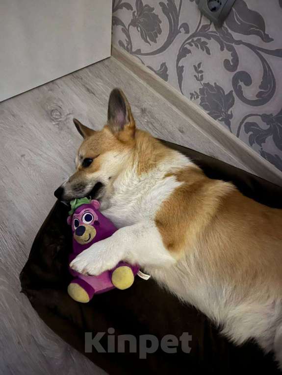 Собаки в Санкт-Петербурге: Продам Корги Пемброк Мальчик, Бесплатно - фото 2