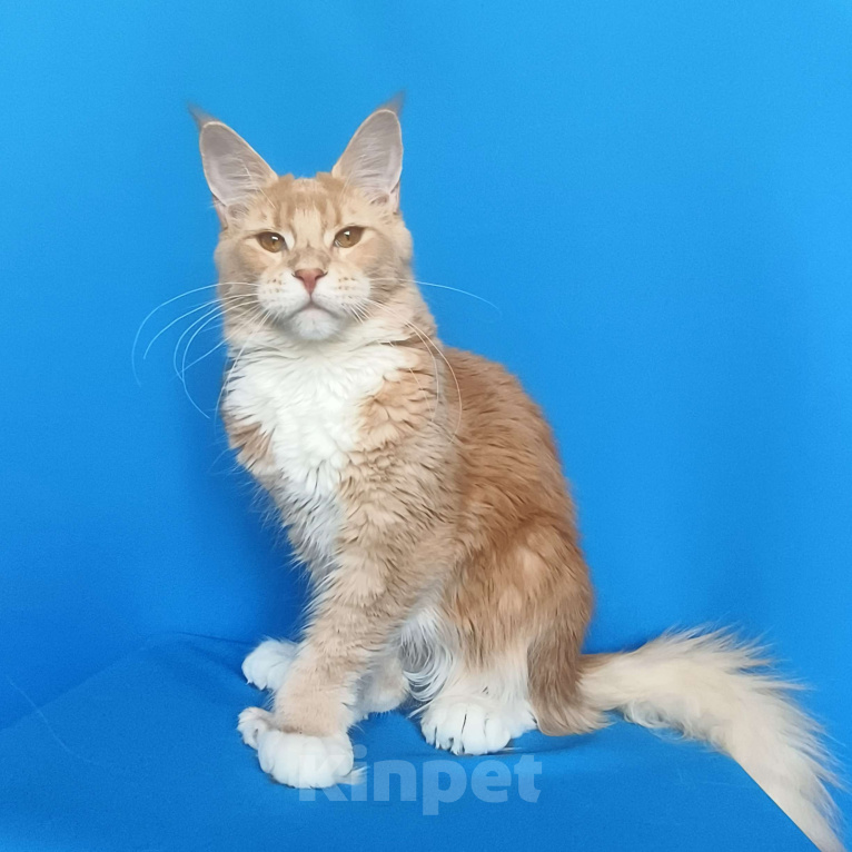 Кошки в Москве: Мейн-Кун полидакт Девочка из питомника Девочка, 40 000 руб. - фото 5