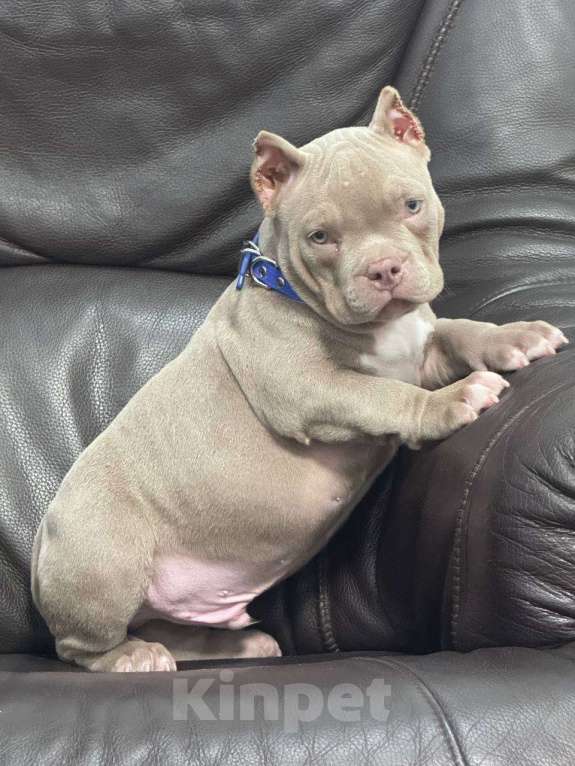 Собаки в Москве: Американский булли мальчик Мальчик, 90 000 руб. - фото 3