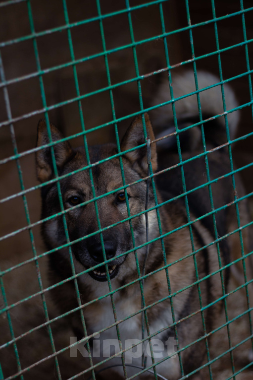 Собаки в Москве: Акела Мальчик, Бесплатно - фото 5