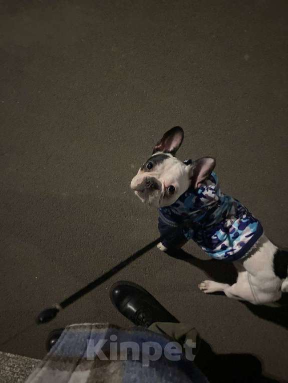 Собаки в Кемерово: Французский бульдог, 10 месяцев  Девочка, 5 000 руб. - фото 3