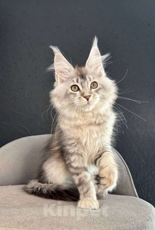 Кошки в Санкт-Петербурге: Девочка серебряная  Девочка, 25 000 руб. - фото 2