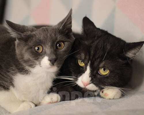Кошки в Москве: Мама и дочка. Девочка, Бесплатно - фото 3