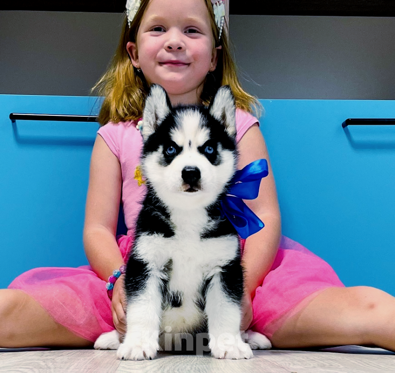 Собаки в Вельске: Хаски Щенки Разных окрасов Разнополые, Бесплатно - фото 1