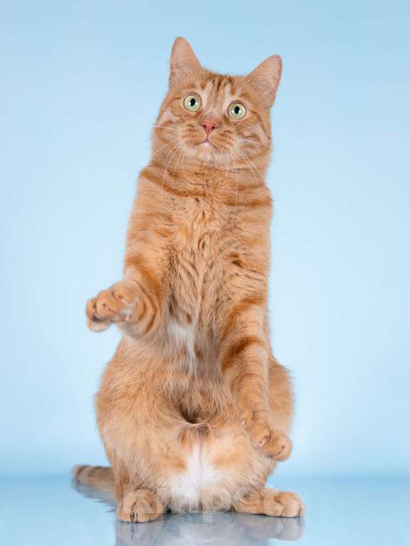 Кошки в Москве: Ярко-рыжий ласковый кот Персей в добрые руки Мальчик, Бесплатно - фото 6