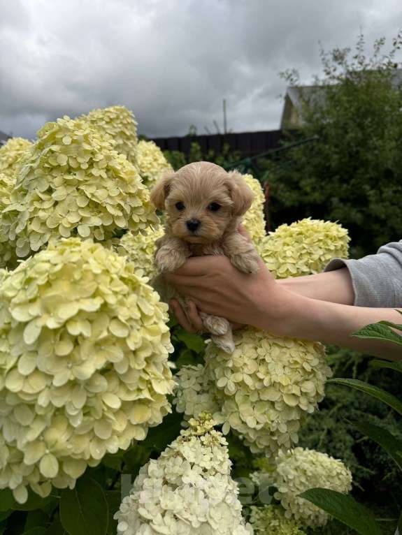 Собаки в Санкт-Петербурге: Изумруд  Мальчик, 200 000 руб. - фото 3