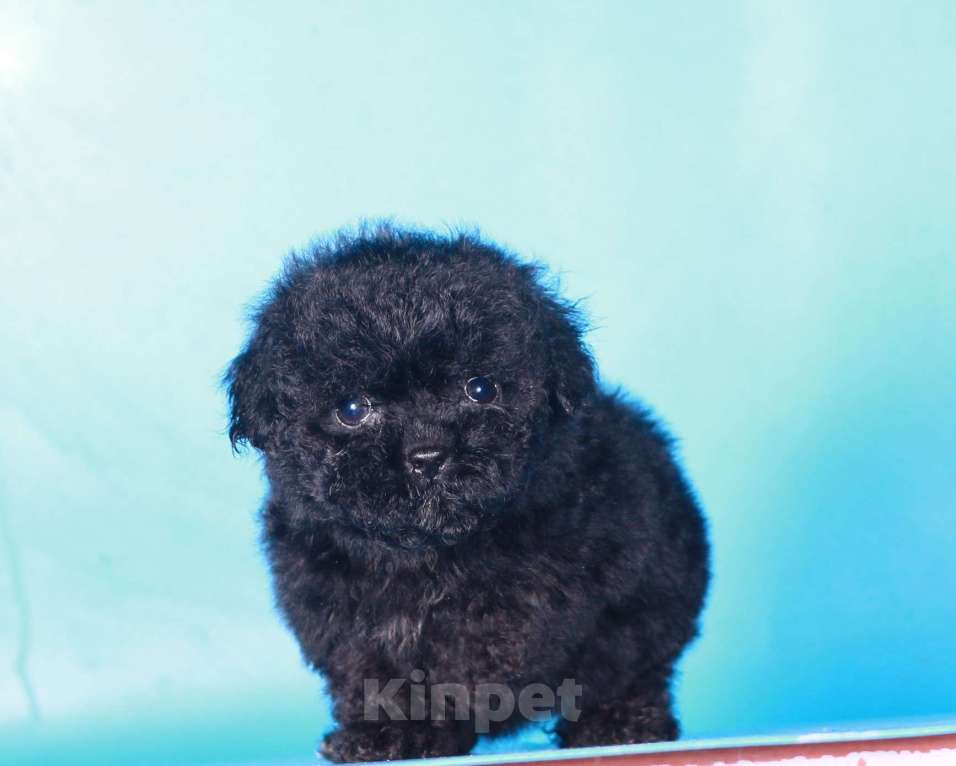 Собаки в Москве: мальтипу Ф1 щенок мини девочка Девочка, 90 000 руб. - фото 2