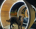 Собаки в Северодвинске: Вязка Мальчик, Бесплатно - фото 1