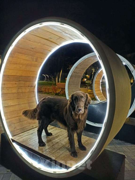 Собаки в Северодвинске: Вязка Мальчик, Бесплатно - фото 1