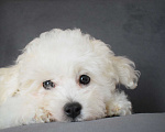 Собаки в Москве: Щенки Бишон фризе Мальчик, 45 000 руб. - фото 9
