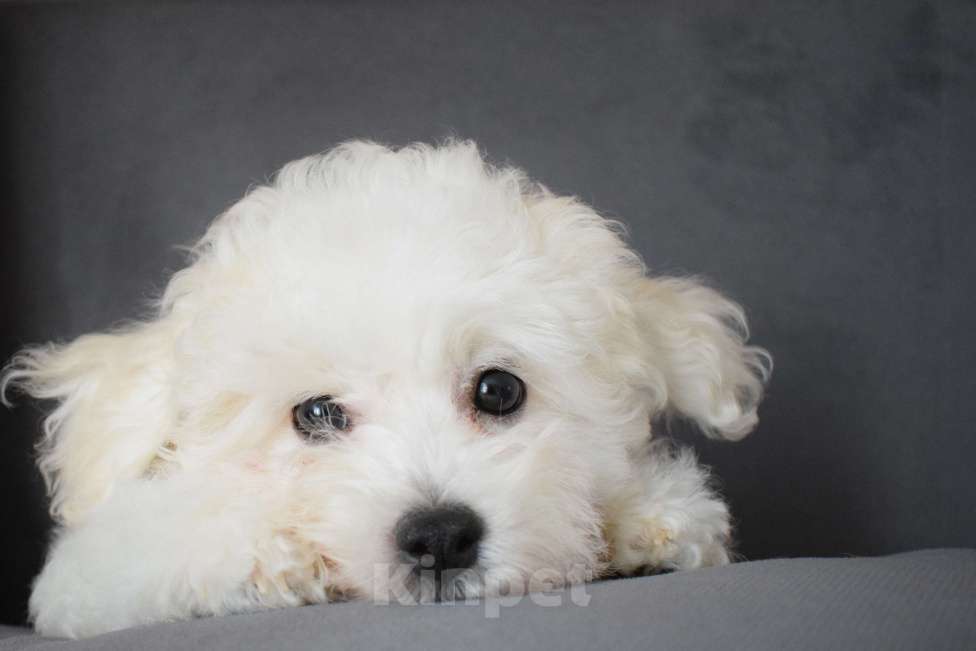 Собаки в Москве: Щенки Бишон фризе Мальчик, 45 000 руб. - фото 9